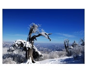 -그린비- - RaySoda