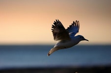 Image 368031 - RaySoda 새미기픈물