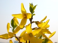 형준아빠 - RaySoda