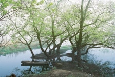 하늘나무 - RaySoda