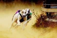 Image 467611 - RaySoda 새미기픈물