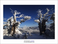 -그린비- - RaySoda