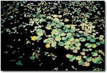 자작나무 - RaySoda