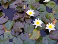 Image 566762 - RaySoda 가네샤( Ganeshh )