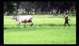 동네이장 - RaySoda