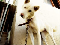 날으는 밤고양이 - RaySoda