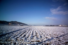 행복한오리 - RaySoda