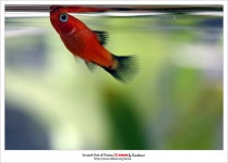 Image 660751 - RaySoda Karl