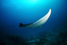 Image 728475 - RaySoda debelius