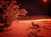 소행성 B612호 - RaySoda