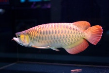 Image 763211 - RaySoda 느적