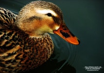 chocophoto - RaySoda