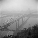 Image 780210 - RaySoda 메타쉐콰이어
