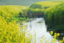 풀피리™ - RaySoda