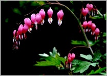 학장동인 - RaySoda