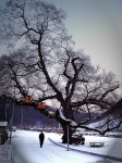 Image 82958 - RaySoda 보짱