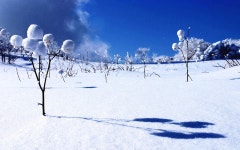 진고개신사 - RaySoda