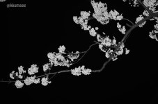 꿈의시작 - RaySoda