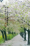 Image 838039 - RaySoda 얀손/최석환