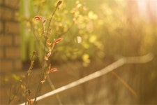 Image 839017 - RaySoda 빨간토끼.