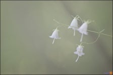 고바우골 - RaySoda