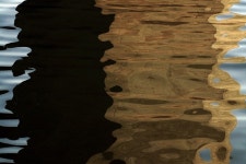 돌배나무 - RaySoda