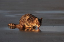 Image 871687 - RaySoda 타원