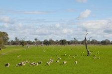 지구를 떠도는 섬마을총각 - RaySoda