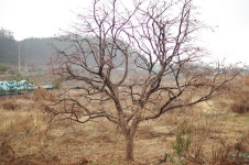 Image 971005 - RaySoda 具柳坤