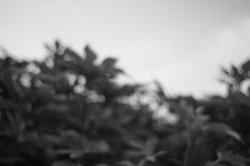 Image 972002 - RaySoda jasminum