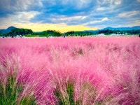 aprilmemory - RaySoda