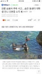 강릉 사고 대학생 언니 신분증 | 보배드림 교통사고/블박