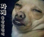 대인 도와주세요 보면 | 보배드림 교통사고/블박