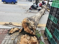동안 뚜레쥬르 앞 가로수 쓰러짐 | 보배드림 베스트글