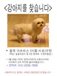 방배동부근 ...강아지를 잃어버렷습니다.(꼭봐주세요) | 보배드림 교통사고/블박