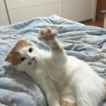 몹시단속 군포 금정역에서 안양방향 음주단속함니다 | 보배드림 시승기/배틀/목격담