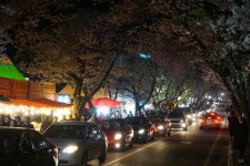 동학사 벚꽃 ㅎㄷㄷ | 보배드림 시승기/배틀/목격담