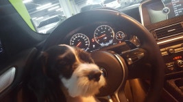 우리집 코코 | 보배드림 시승기/배틀/목격담