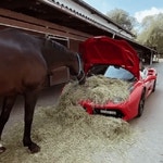 여물 전용차량 | 보배드림 시승기/배틀/목격담