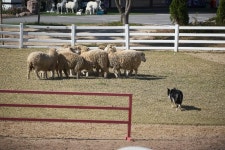 양떼목장에 다녀왔섭니다 *.*;; | 보배드림 시승기/배틀/목격담