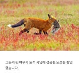 토끼를 사냥한 여우를 낚아챈 독수리 | 보배드림 자유게시판 