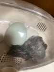 직접 부화시켜 기르는 청계 | 보배드림 자유게시판
