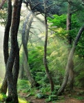 솔숲 | 보배드림 자유게시판