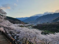 하동 십리벚꽃길 | 보배드림 자유게시판