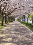 꽃길을~~ | 보배드림 자유게시판