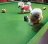 당구치다 구멍에 빠진 댕댕이 | 보배드림 자유게시판