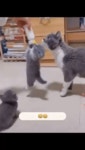 앗싸 ~~~ 가오리 나 밥줘 | 보배드림 자유게시판