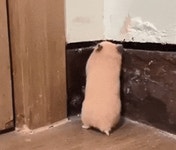엉덩이 만져서 놀라는 햄스터 | 보배드림 자유게시판