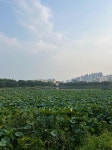제가 직접 찍은 수원 화성과 만석공원입니다. | 보배드림 자유게시판