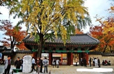 전주 한옥마을 경기전 단풍 jpg | 보배드림 베스트글